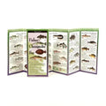 Fishes of the Chesapeake Bay