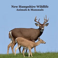 New Hampshire Animals and Mammals Kids Wildlife Book: Great Wildlife Book about Animals and Mammals in New Hampshire