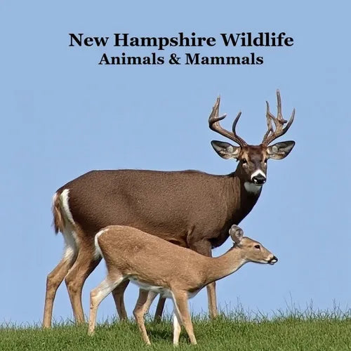 New Hampshire Animals and Mammals Kids Wildlife Book: Great Wildlife Book about Animals and Mammals in New Hampshire