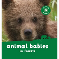Animal Babies in Forests