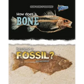 How Does a Bone Become a Fossil?