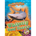 Whitetip Reef Sharks