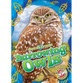 Burrowing Owls