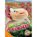 Axolotls