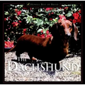 The Dachshund: A Dog for Town and Country