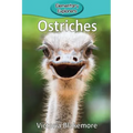 Ostriches