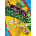 Earwigs