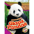 Giant Pandas