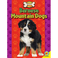 Bernese Mountain Dogs