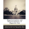 Magnetoreception and Biomineralization of Magnetite Fish