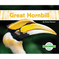 Great Hornbill