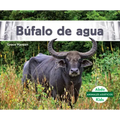 Bufalo de Agua (Water Buffalo)