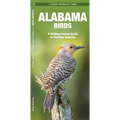 Alabama Birds: An Introduction to Familiar Species