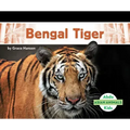 Bengal Tiger