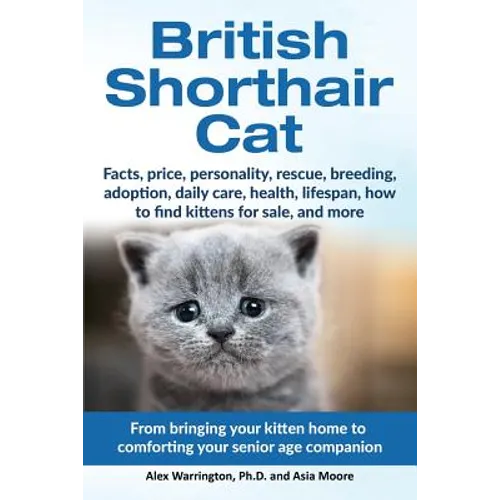 British Shorthair Cat: From bringing your kitten home to comforting your senior age beloved companion