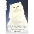 How do I care for a Persian cat's fur?: Find out more about your pet
