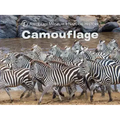 Camouflage