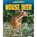 Mouse Deer
