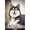 Finnish Lapphund: Dog breed overview and guide