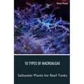 10 Types of Macroalgae: Saltwater Plants for Reef Tanks