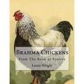 Brahma Chickens: From The Book of Poultry
