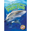 Oceanic Whitetip Sharks and Pilot Fish