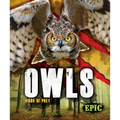 Owls