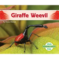 Giraffe Weevil
