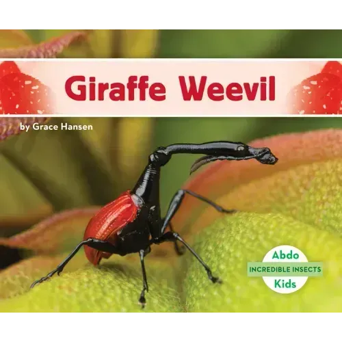 Giraffe Weevil