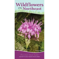 Wildflowers of the Northeast: Your Way to Easily Identify Wildflowers