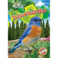 Bluebirds