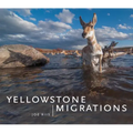 Yellowstone Migrations