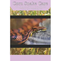 Corn Snake Care: The Complete Guide to Caring for and Keeping Corn Snakes as Pets