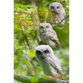 Secret Life of the Eastern Screech Owl - The Prequel: Breeding Season 2021-2022