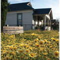 Fritz Haeg: Wildflowering L.A.