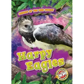 Harpy Eagles