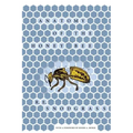 Anatomy of the Honey Bee