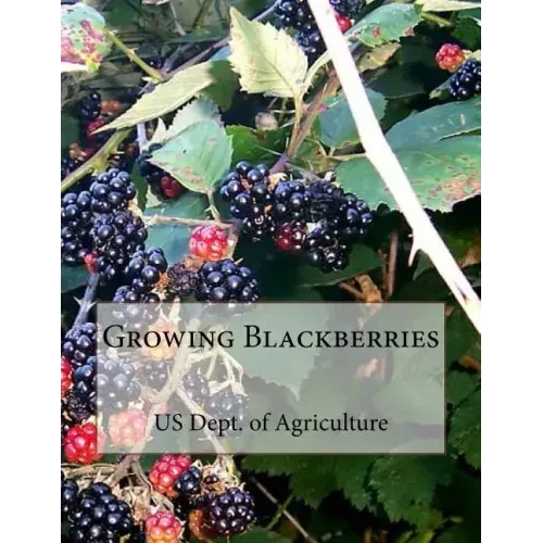 Growing Blackberries