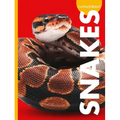 Curious about Snakes