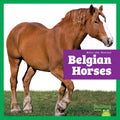 Belgian Horses