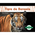 Tigre de Bengala (Bengal Tiger)