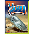 La Piraiba