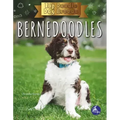 Bernedoodles