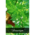 Donatism