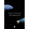 Moon Wrasse