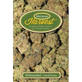 Marijuana Harvest: How to Maximize Quality and Yield in Your Cannabis Garden