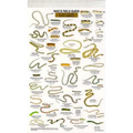 Mac's Field Guides: North American Reptiles
