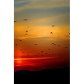 Sunset Flight: Beautiful