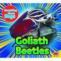 Goliath Beetles