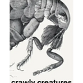 Crawly Creatures: Depiction and Appreciation of Insects and Other Critters in Art and Science